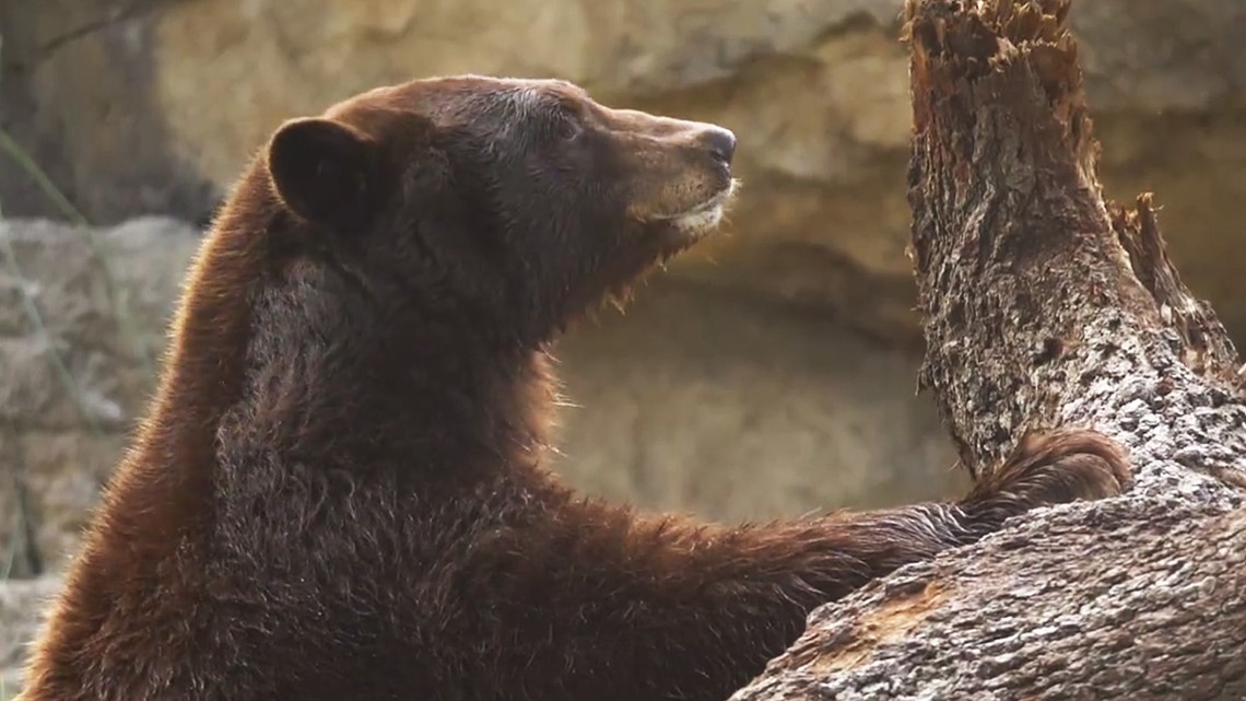 Houston Zoo’s New Black Bear Exhibit Opens To The Public | Khou.com