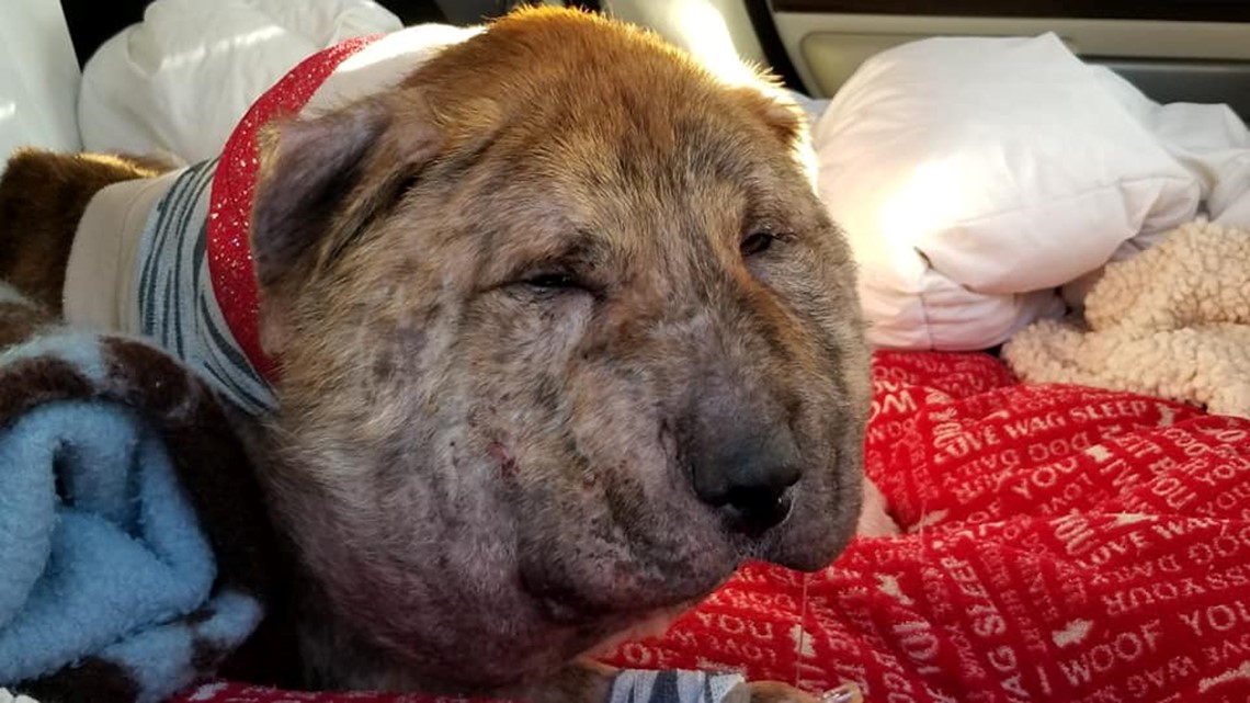 Severely abused dog recovering after surgery at A&M 