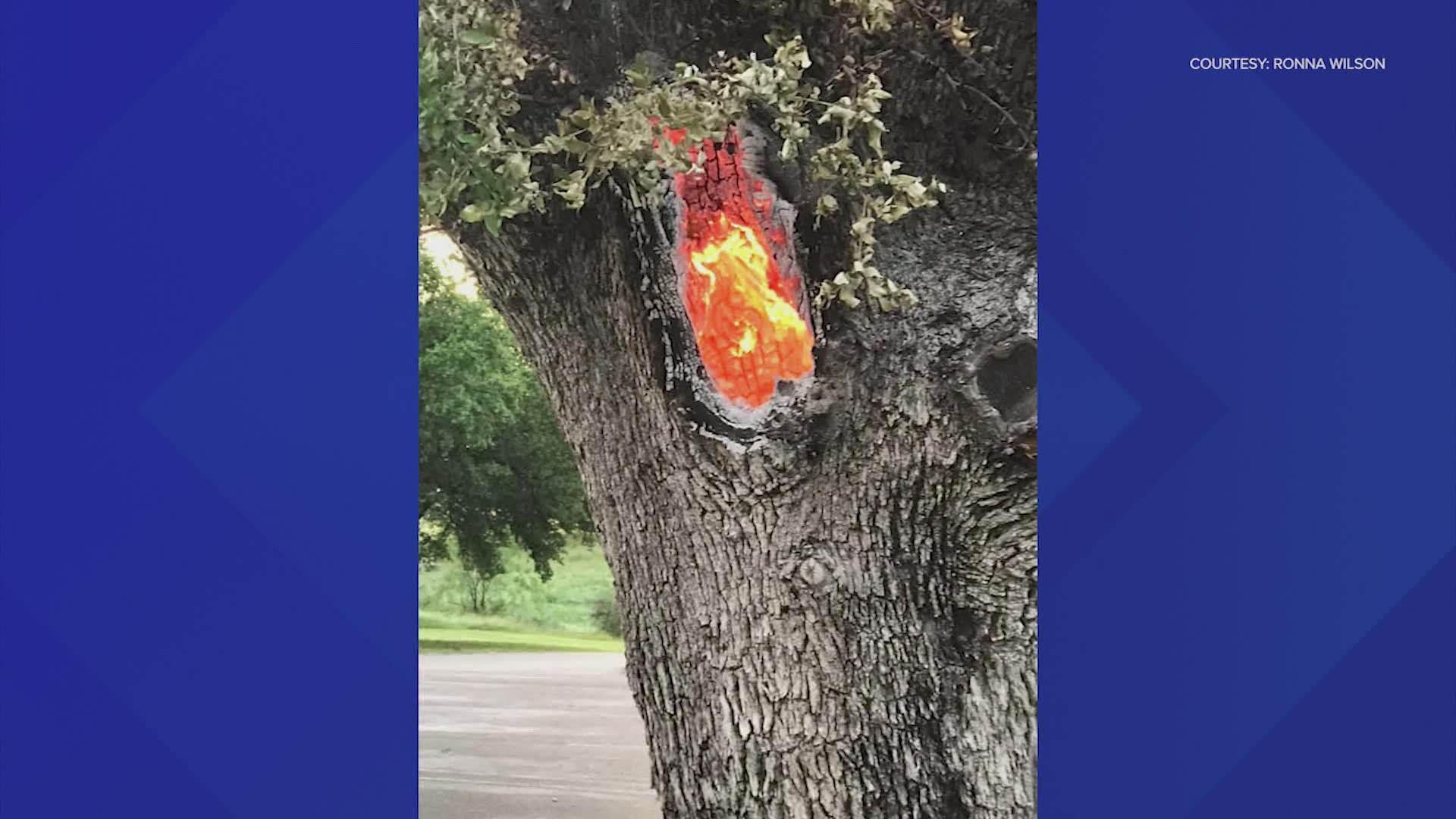 Video Shows Flames In Tree Trunk After It Was Struck By Lightning 