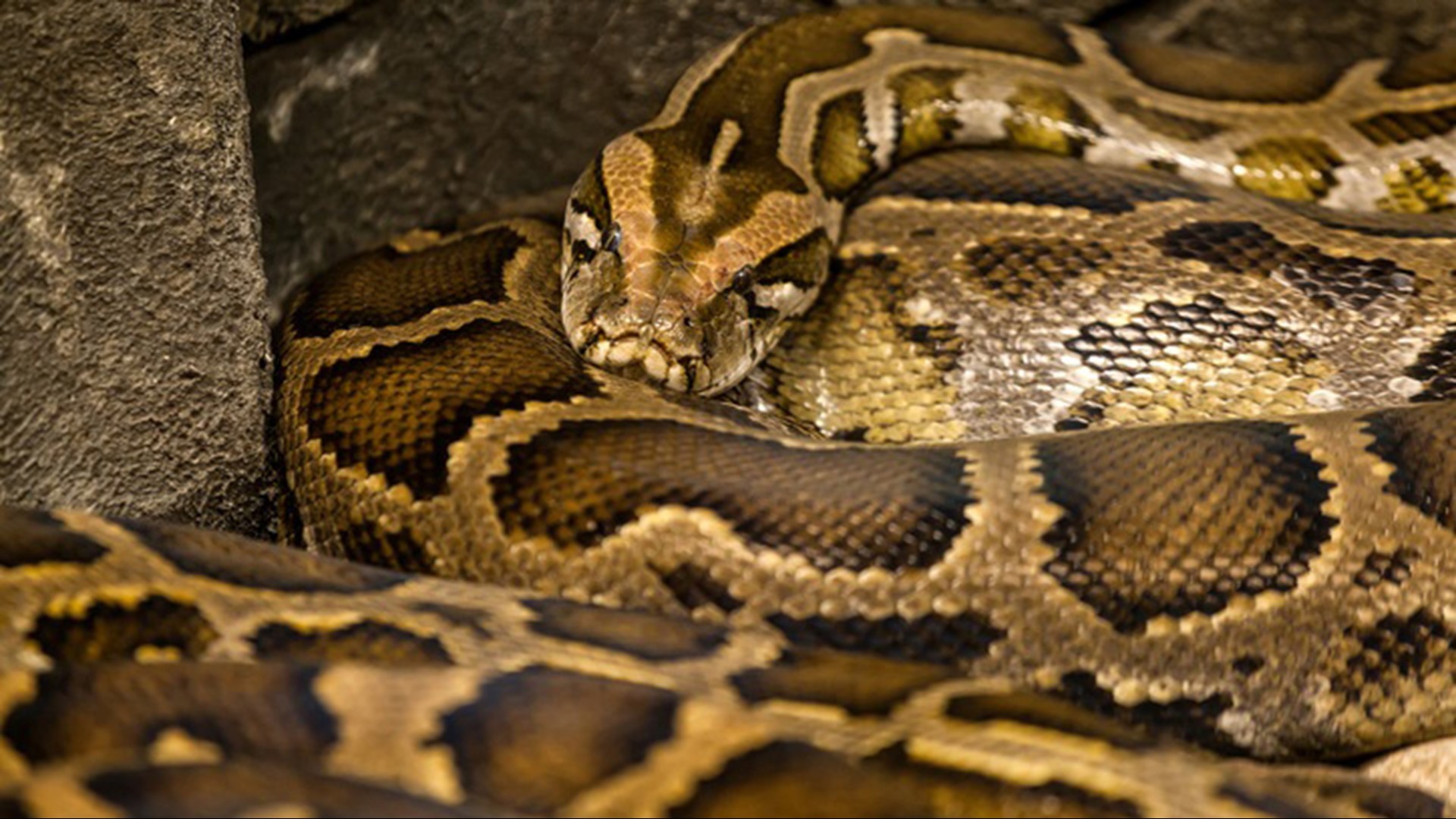 More than 100 snakes found in San Antonio home | khou.com