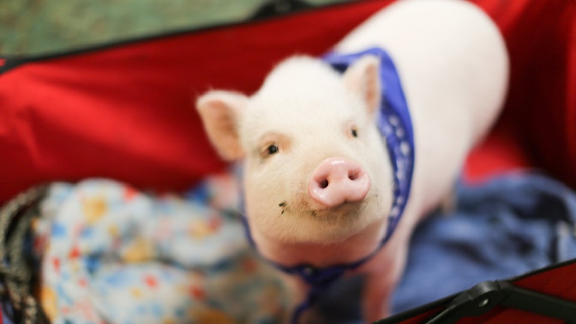 Man fights town to keep potbellied pig as his emotional support animal