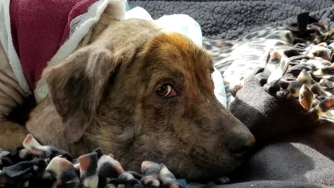 All rise for Gus Gus: Certified facility dog brings comfort to