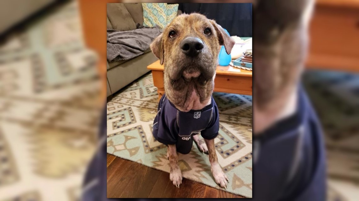 All rise for Gus Gus: Certified facility dog brings comfort to