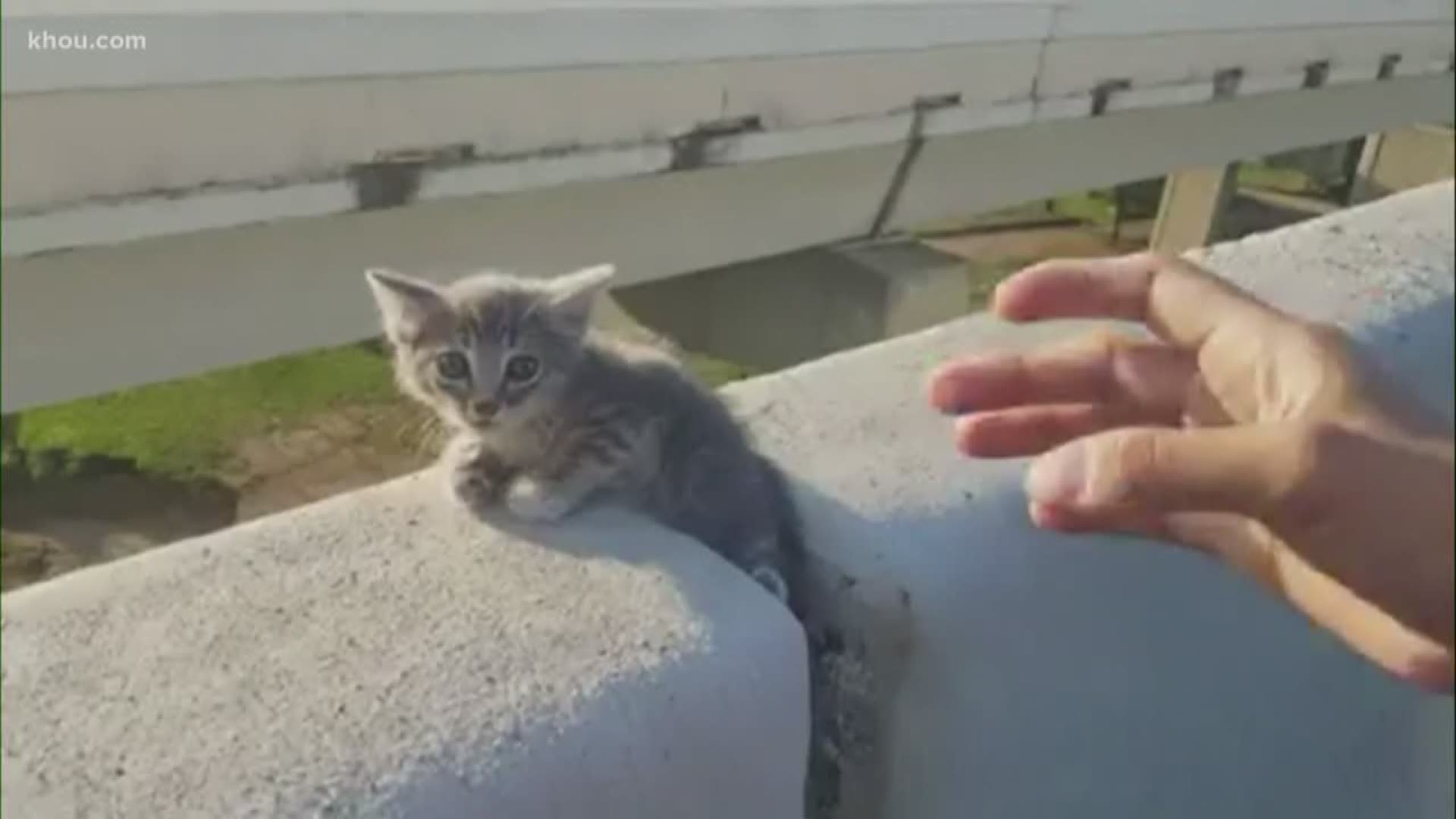 A man couldn't believe his eyes when he saw a tiny kitten stranded on a concrete barrier along Highway 59 near Minute Maid Park. Sadly, it's not the first time we've seen something like this, which begs the question, how does this happen?