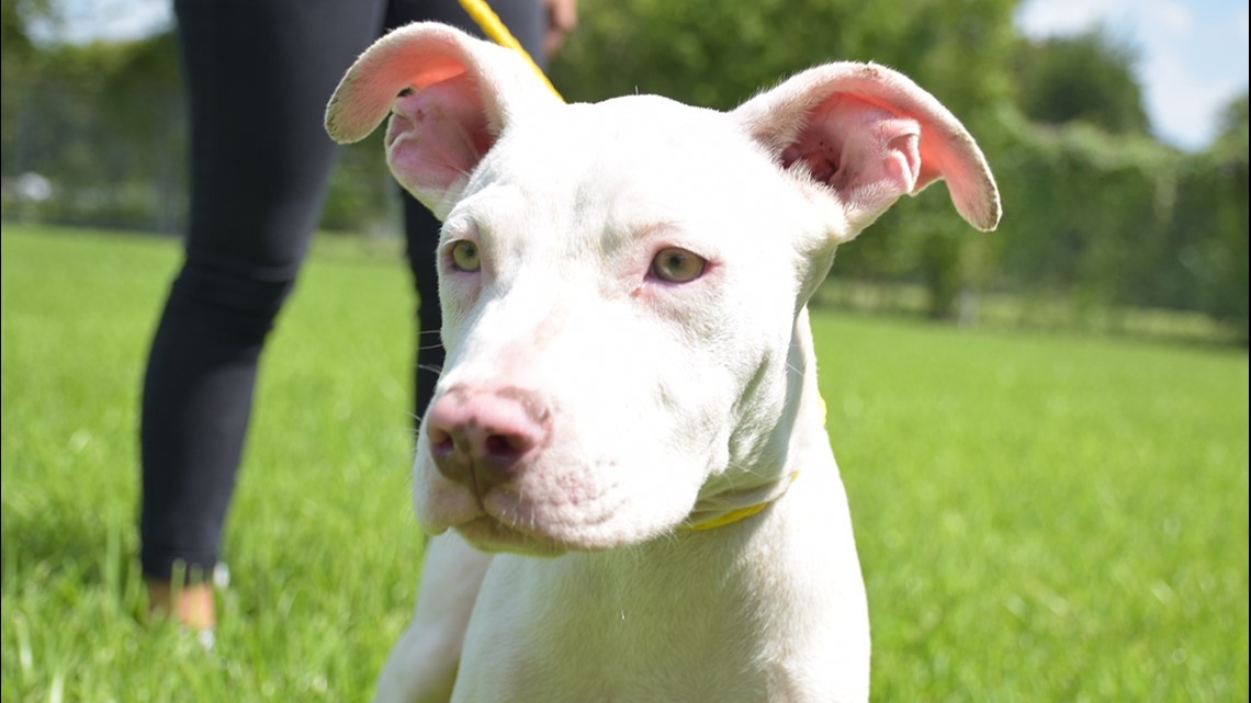 Animal Shelter Hiring 15 Year Olds