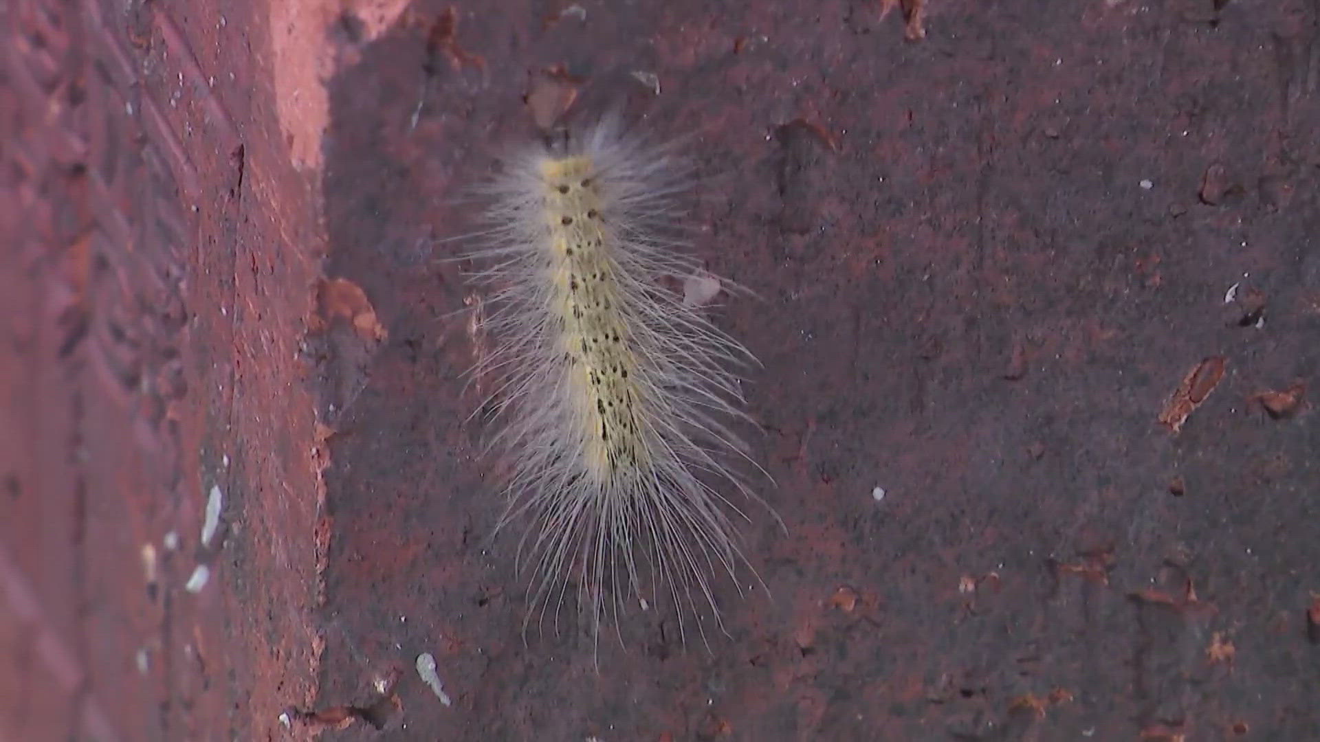 Many viewers reached out asking about the furry caterpillars. The little white fuzz balls are called fall webworms and experts said they're harmless.