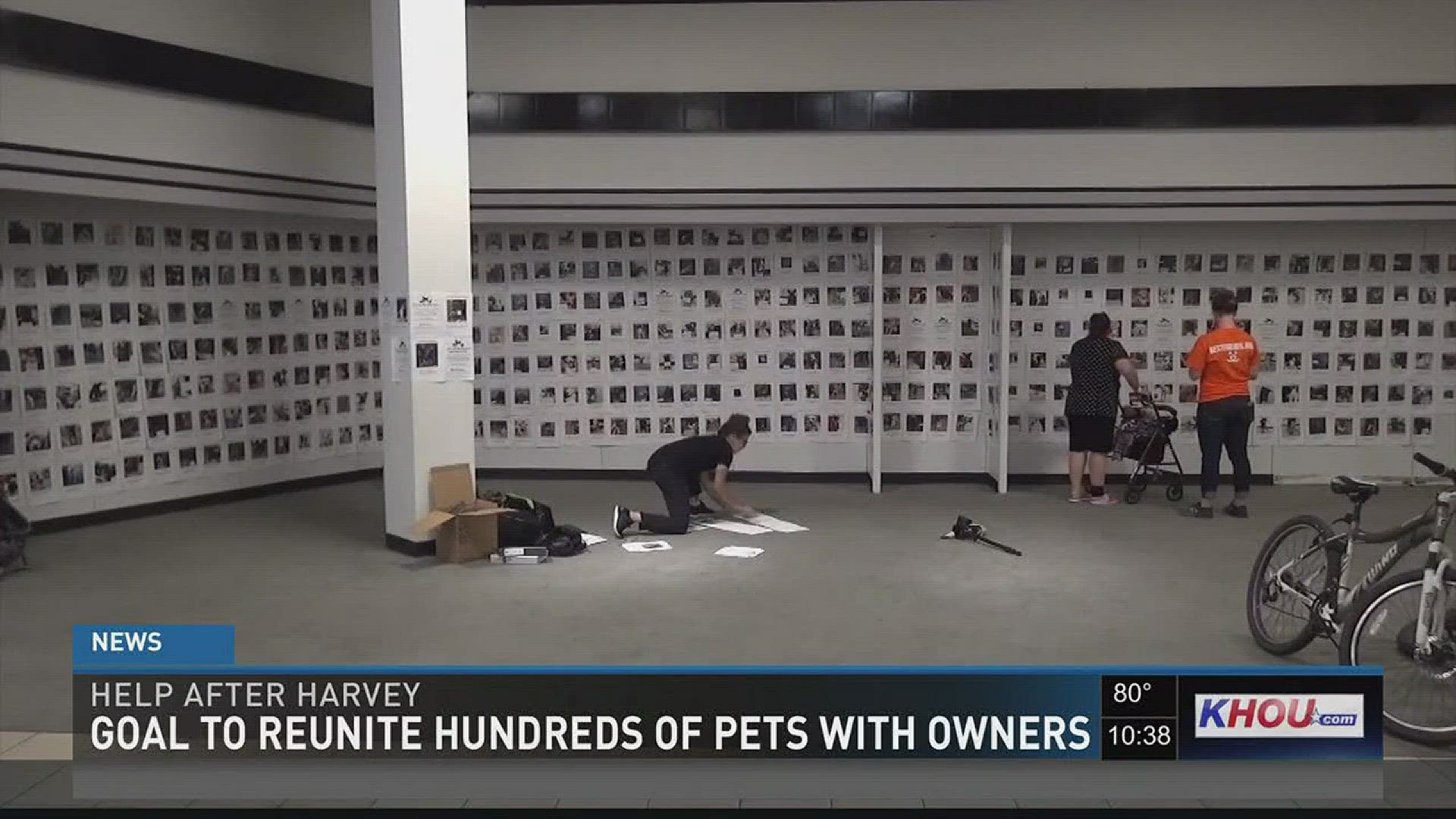 Hundreds of pets still remain displaced after Harvey, but a new project hopes to get them back to their rightful owners.