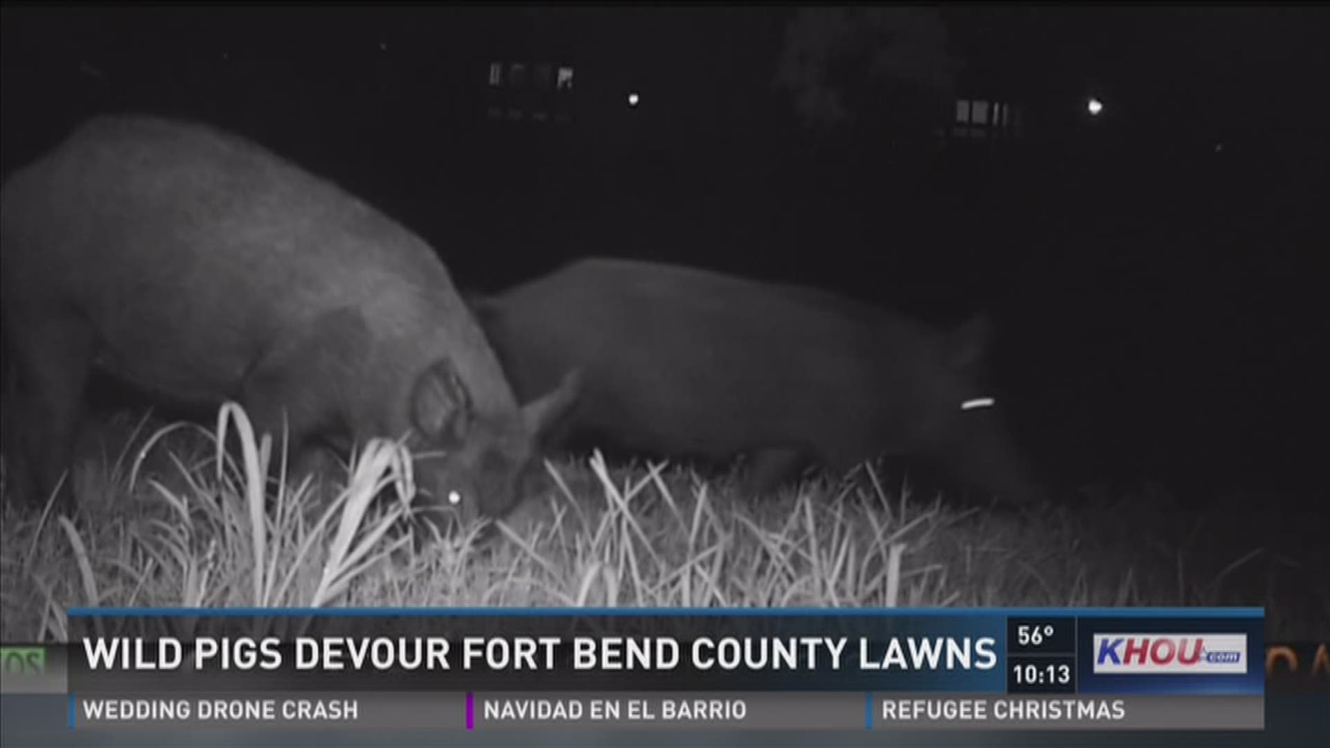 Feral hogs are destroying homeowners' yards in Fort Bend County. Residents are fed up and say the homeowners association isn't cooperating. 