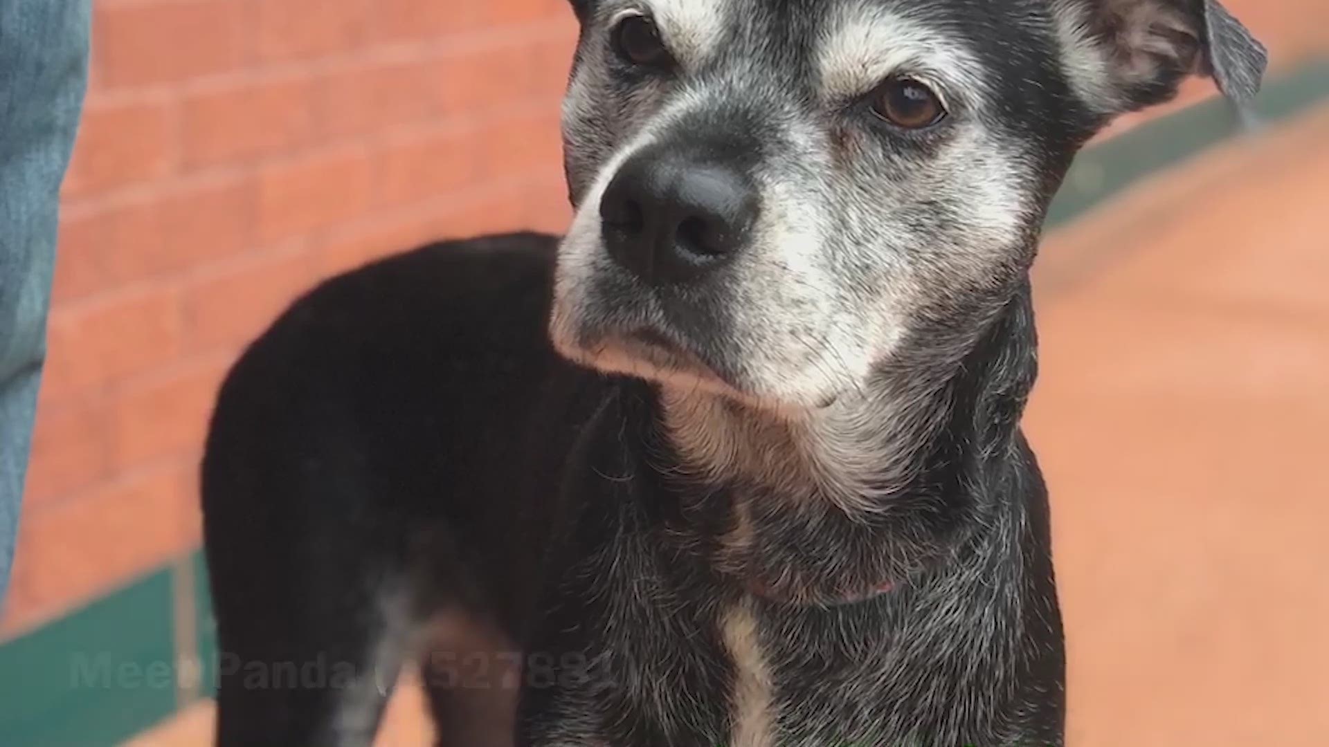 She's a 7-year-old lab mix who was surrendered to the shelter Thursday morning.