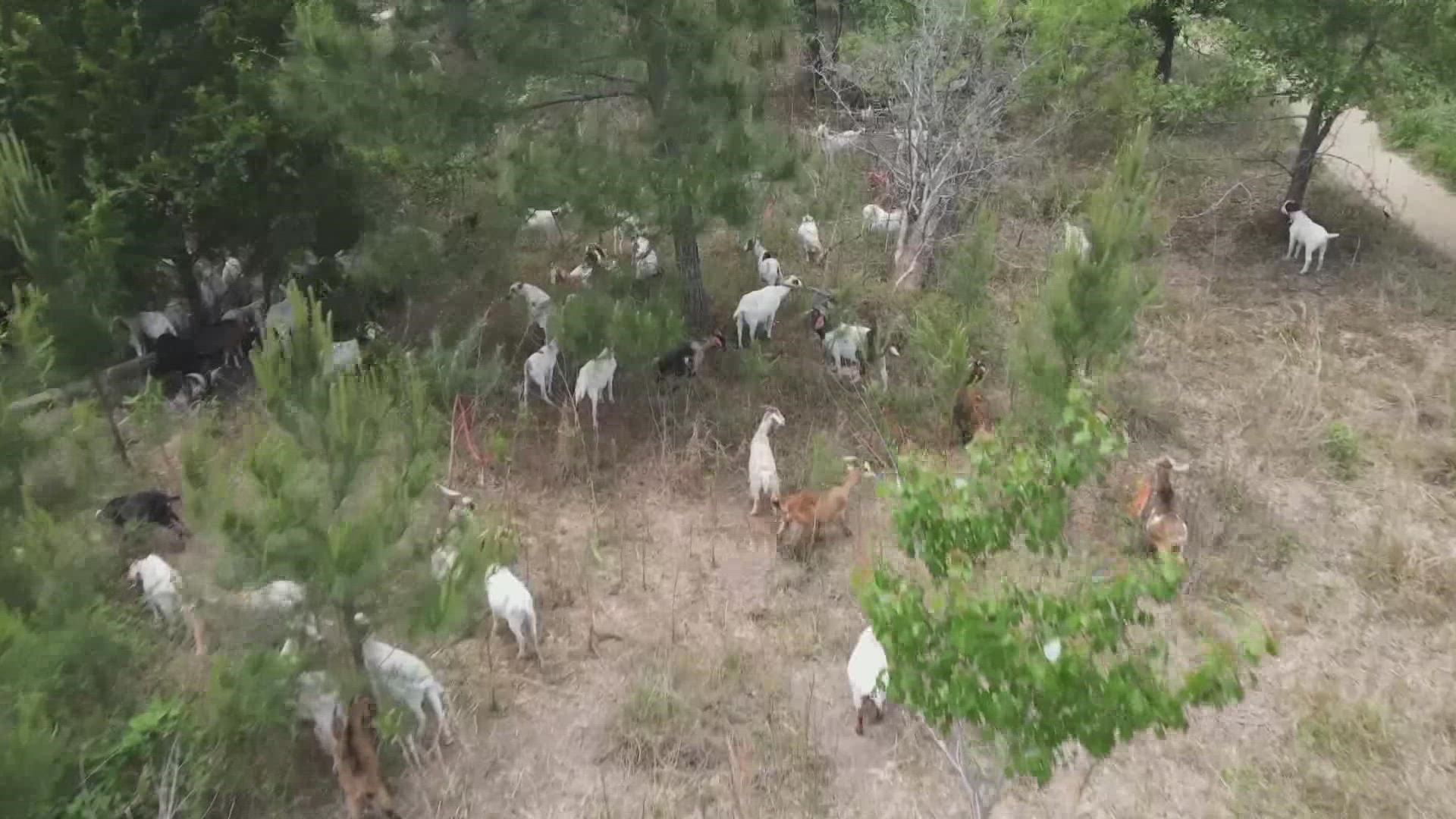 Over the next couple of days, more than 100 goats will be feasting on 2.3 acres around the Arboretum, weeding out invasive species and shrubs.
