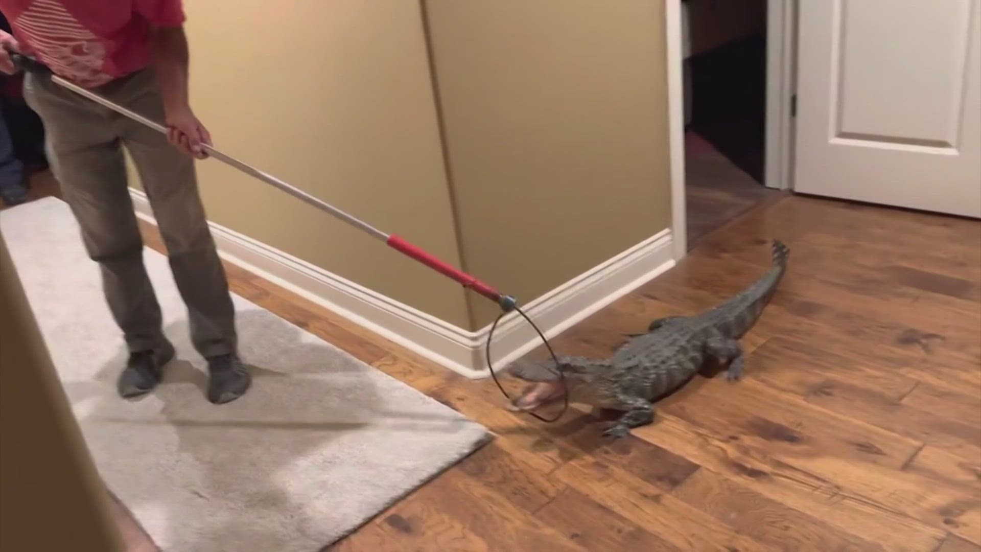 A couple who just moved to Louisiana got quite a big Cajun welcome when a five-foot alligator crawled right into their home.