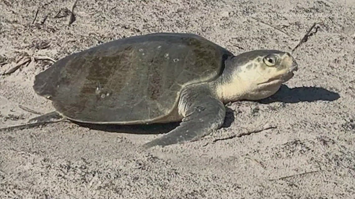 Kemp's Ridley Sea Turtle Spotted Nesting At Galveston Island State Park 