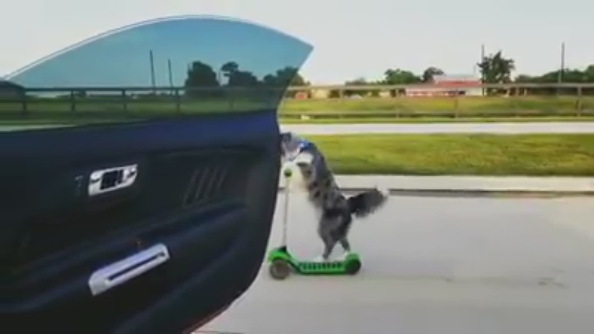 Unstoppable K9's, a dog training center in Manvel, posted a video to their Facebook of 7-year-old Supra getting jiggy to Drake's hit song.
