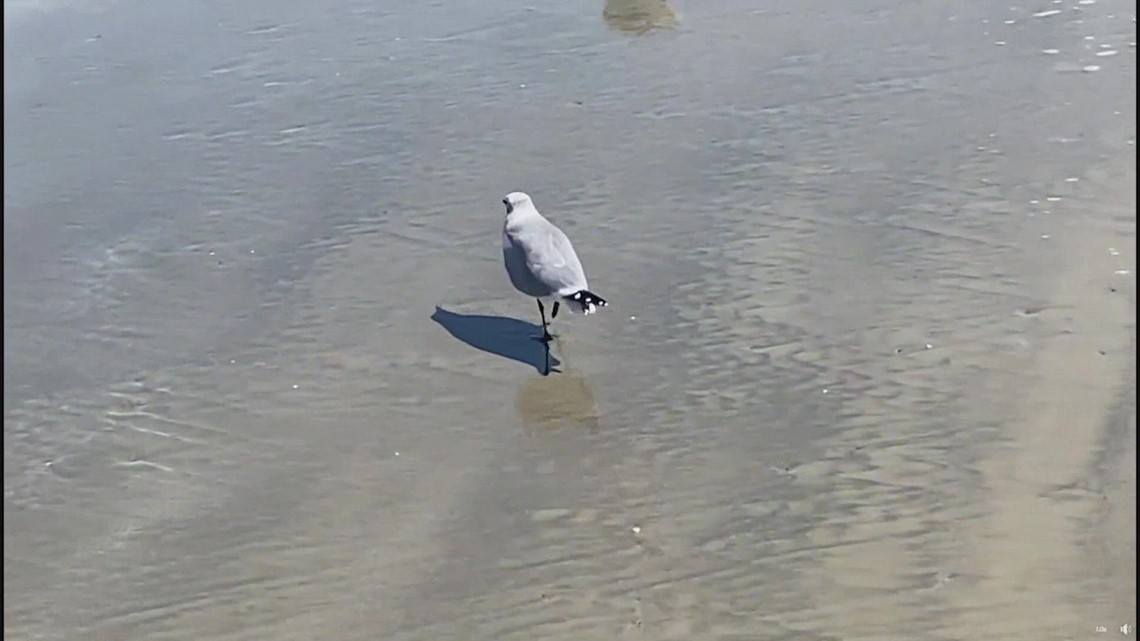 Moment of Zen: Seagull out for a stroll in Galveston
