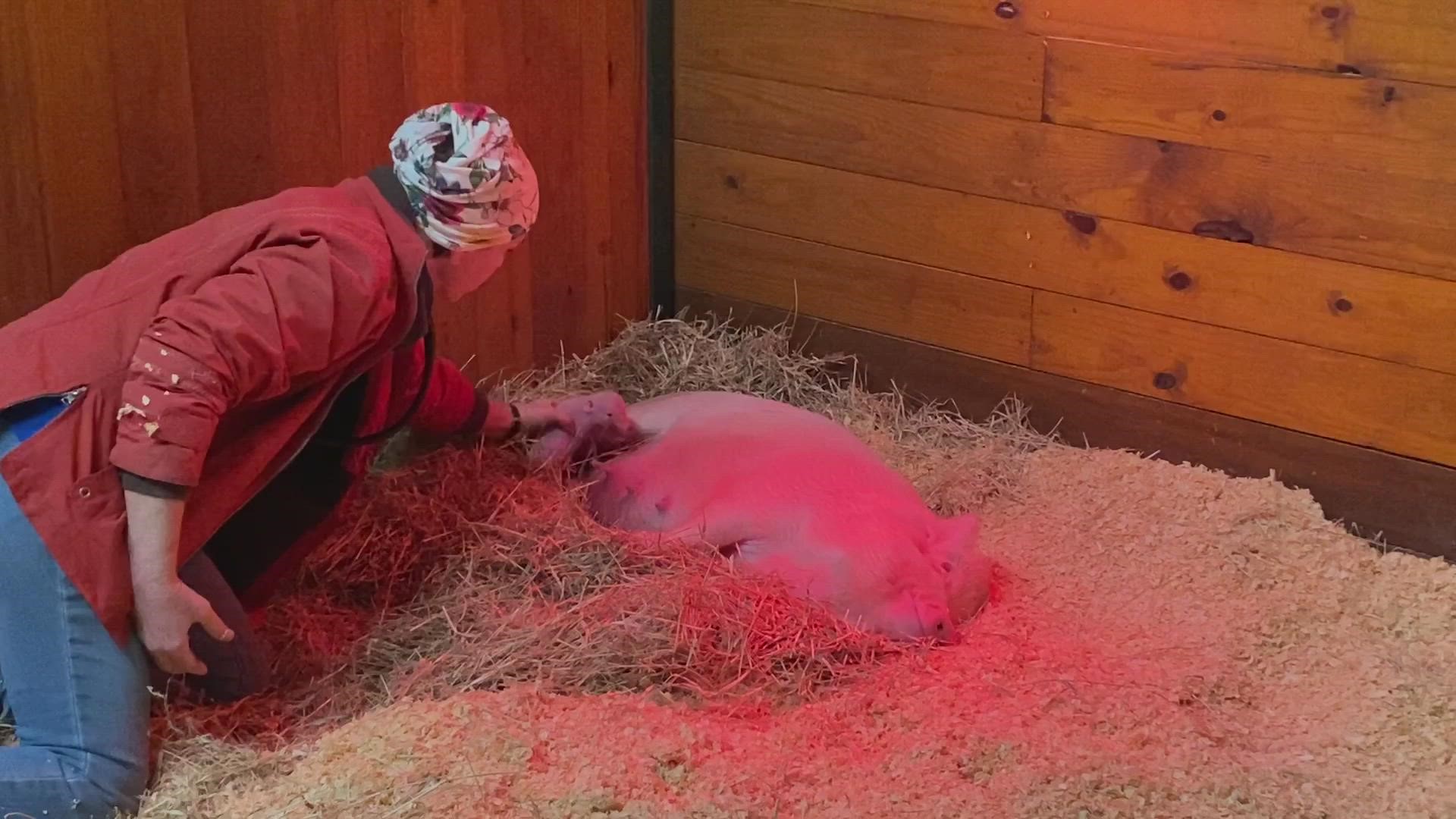 Juno the pig gave birth earlier than expected during her nesting livestream with the Houston SPCA. Video courtesy of Houston SPCA.