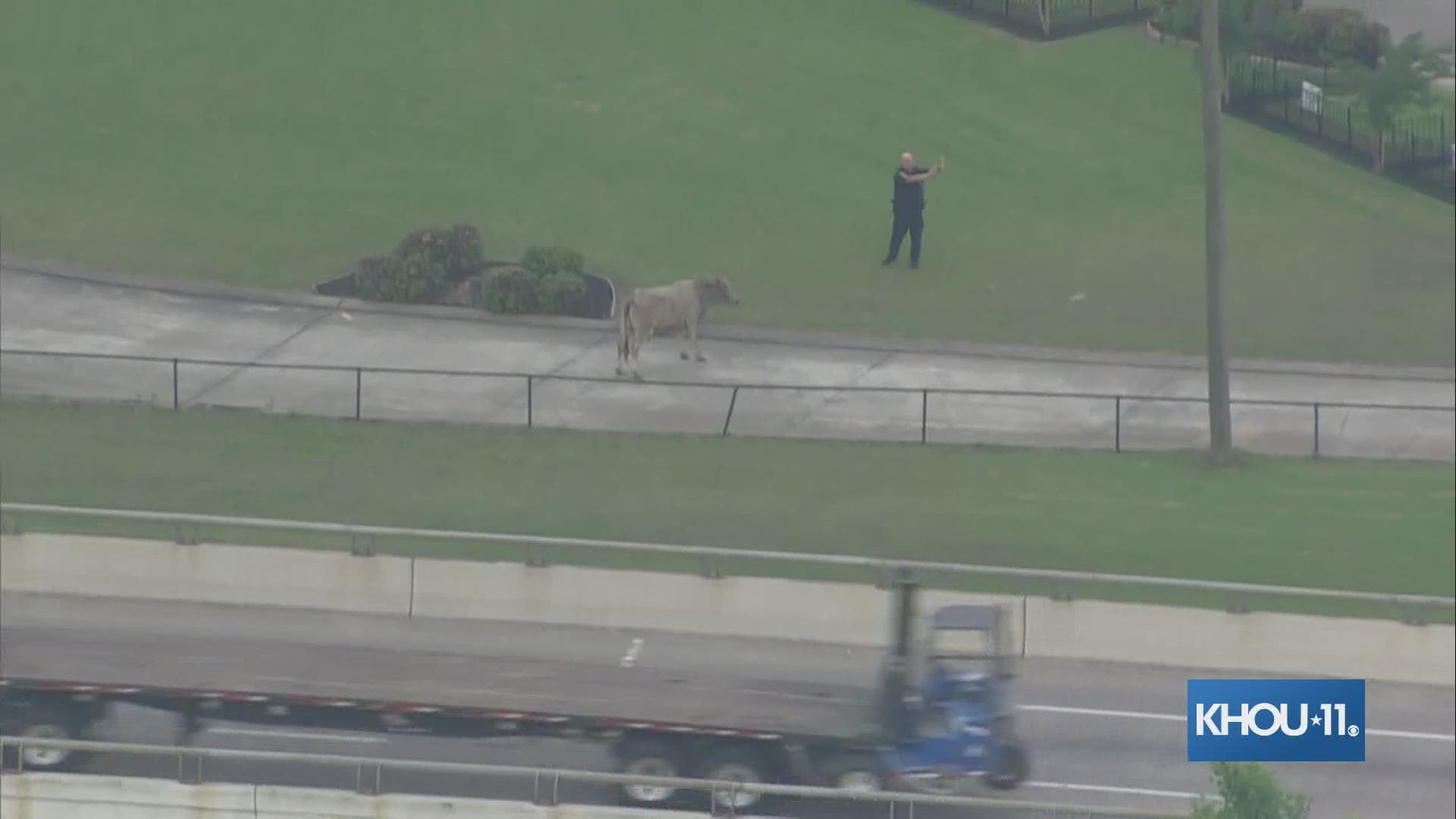 A list of unusual animal sightings, incidents in the Houston area 