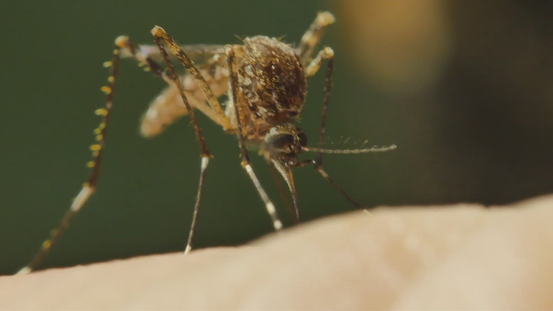 Ron Treviño looks at some of the diseases carried by insects and how to protect yourself.