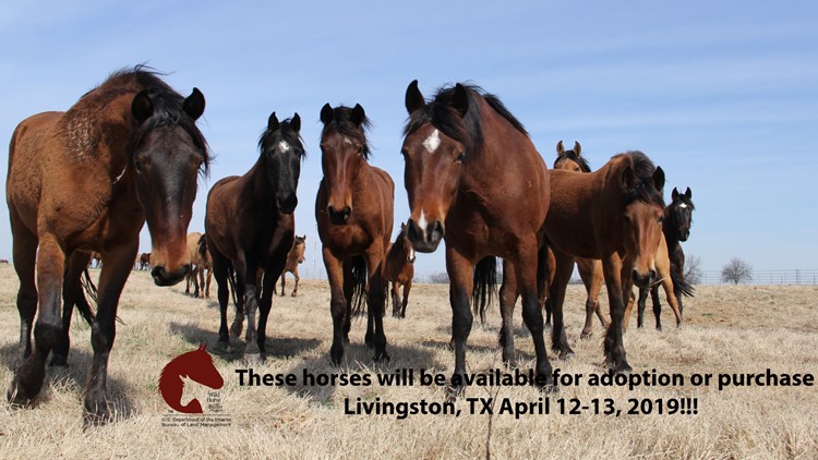 Wild Horses And Burros Up For Adoption Purchase This Weekend In Livingston Khou Com