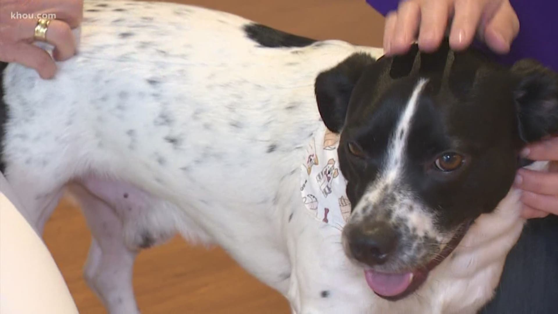 Our Pet of the Week is Jack, a 3-year-old pup available for adoption at the Houston SPCA.