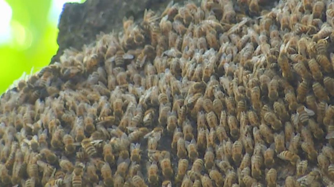 How to identify and protect yourself from Africanized bees | khou.com