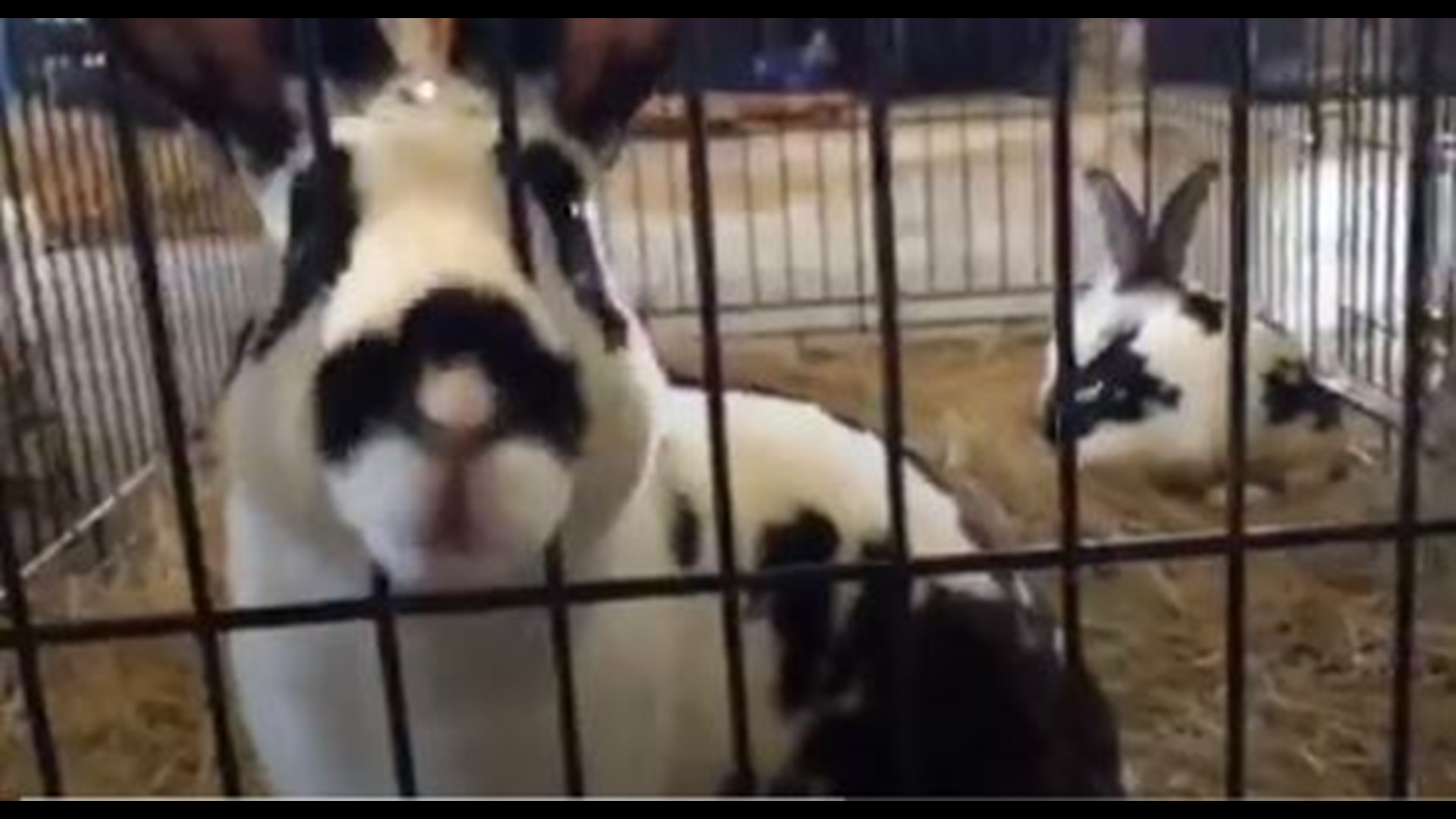 Dozens of rabbits are getting some tender loving care after being rescued by the Houston Humane Society late Monday. They also rescued three dogs from the home in Ka