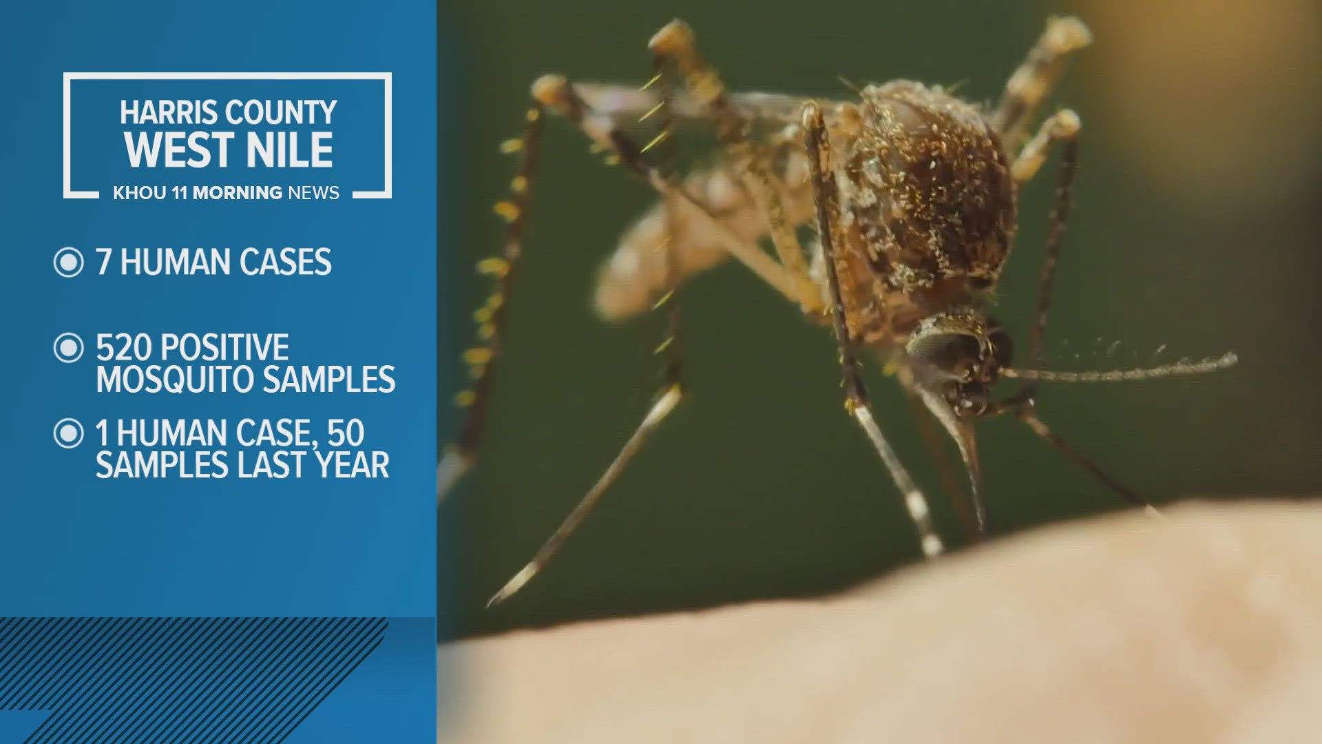 Harris County Public Health is warning residents about a "significant increase" in West Nile activity with positive samples in 168 out of 268 areas countywide.