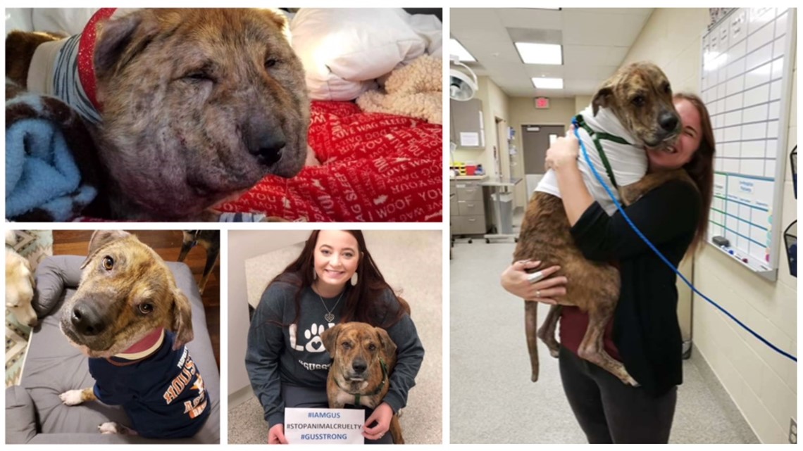 PHOTOS: Latest photos of Gus as he continues recovery | khou.com