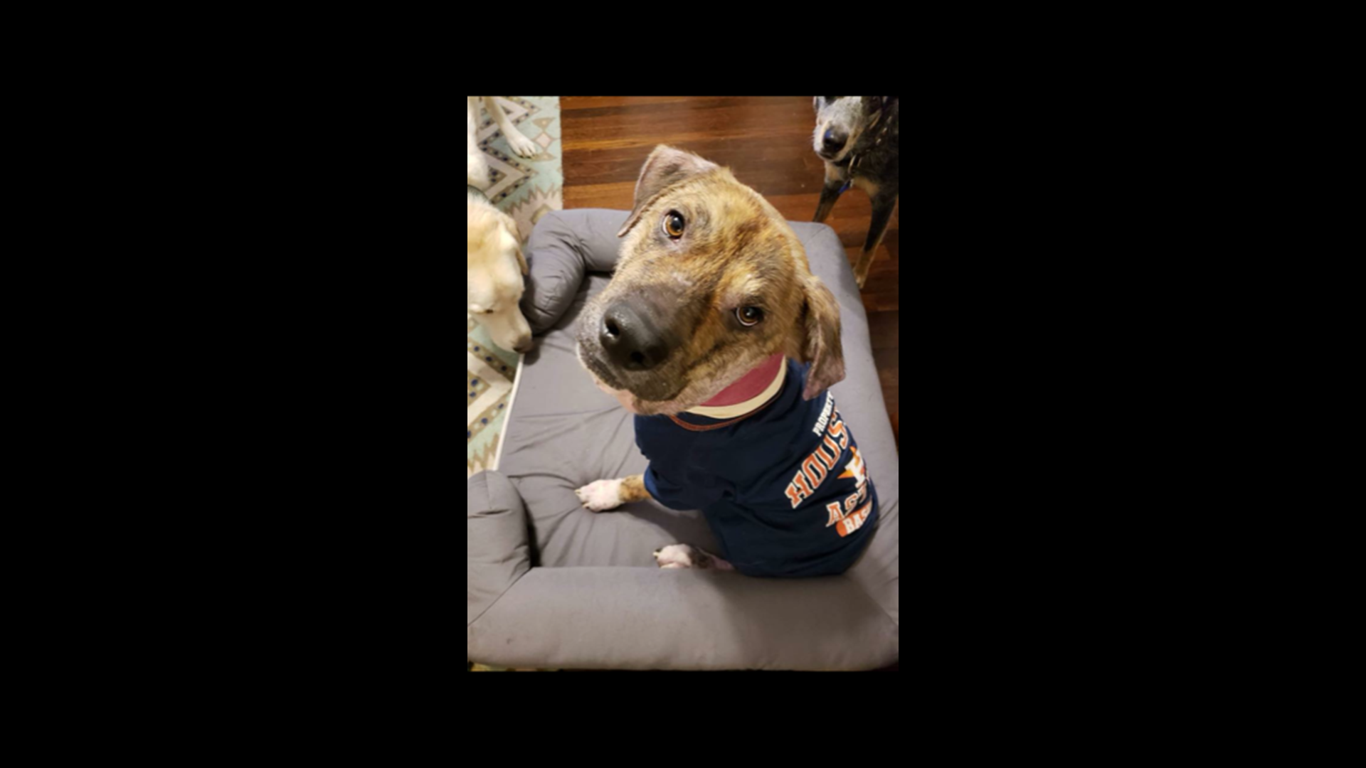 PHOTOS: Latest photos of Gus as he continues recovery | khou.com