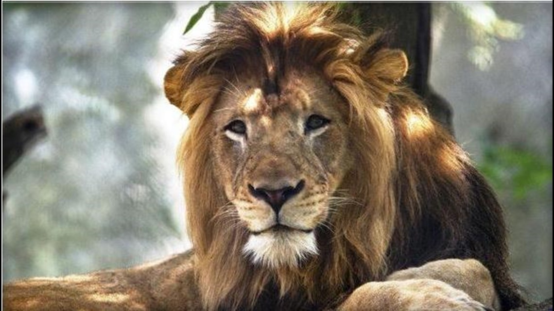 Lioness Kills Father Of Her Three Cubs In Outdoor Yard At Indianapolis Zoo Khou Com