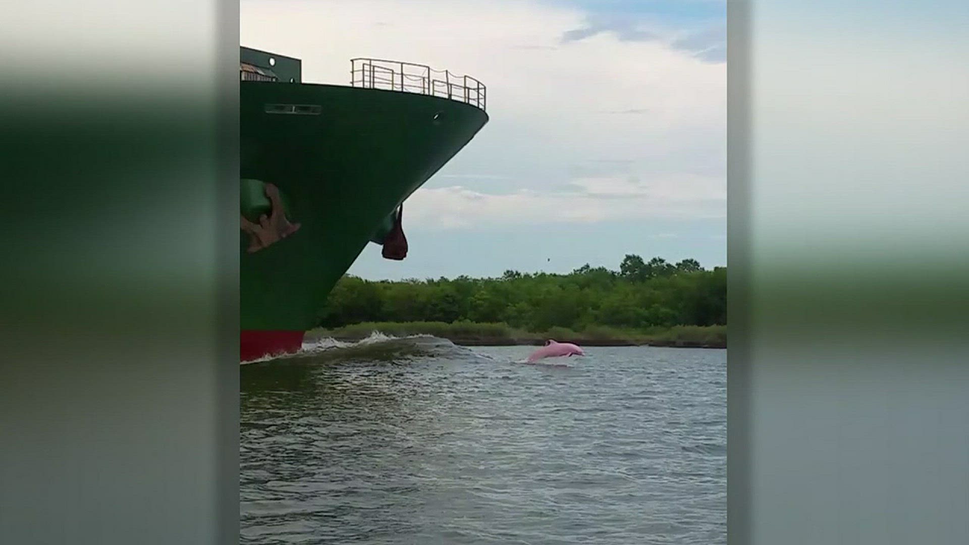 A photo of a pink dolphin spotted in a Louisiana waterway is making its rounds on social media. But is it real?