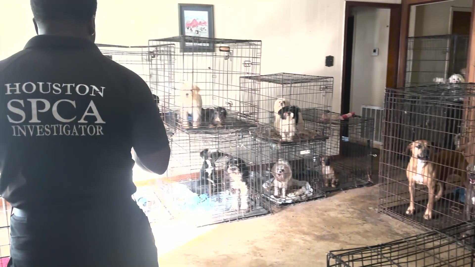 Sixty dogs were rescued Thursday, June 1 after they were found neglected inside a home in Manvel, according to the Houston SPCA.