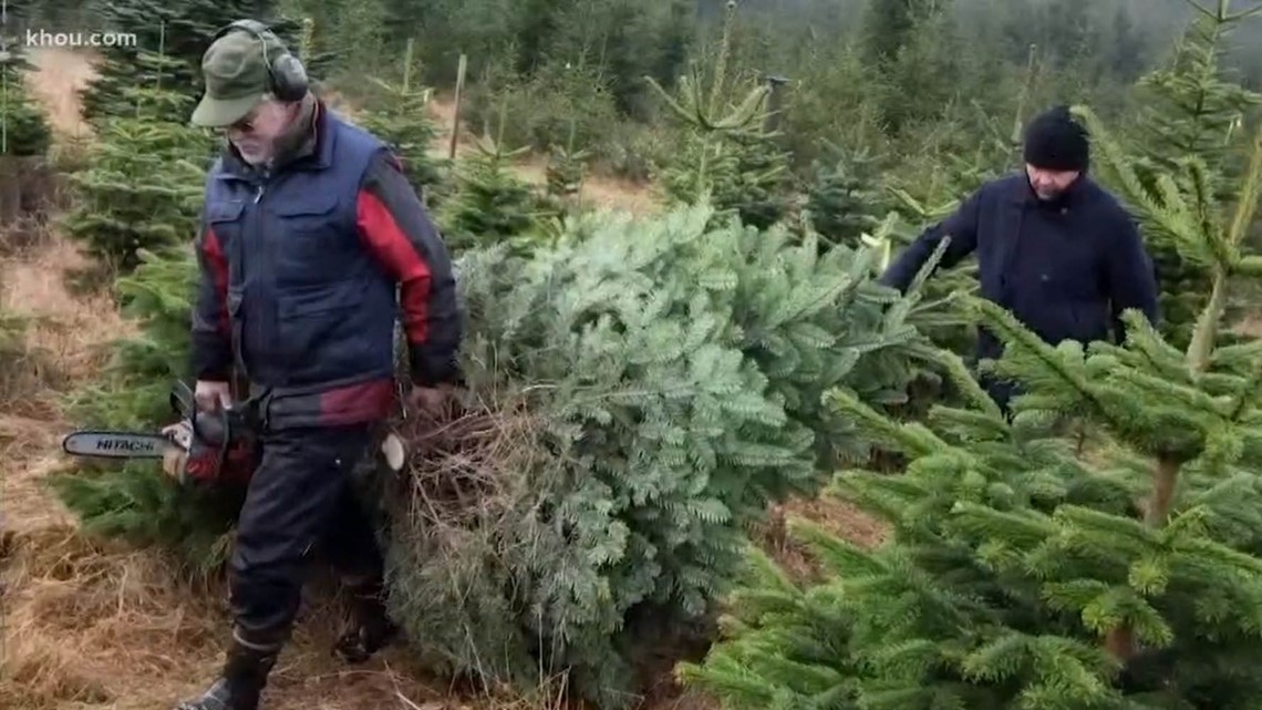 Verify Is there a Christmas tree shortage