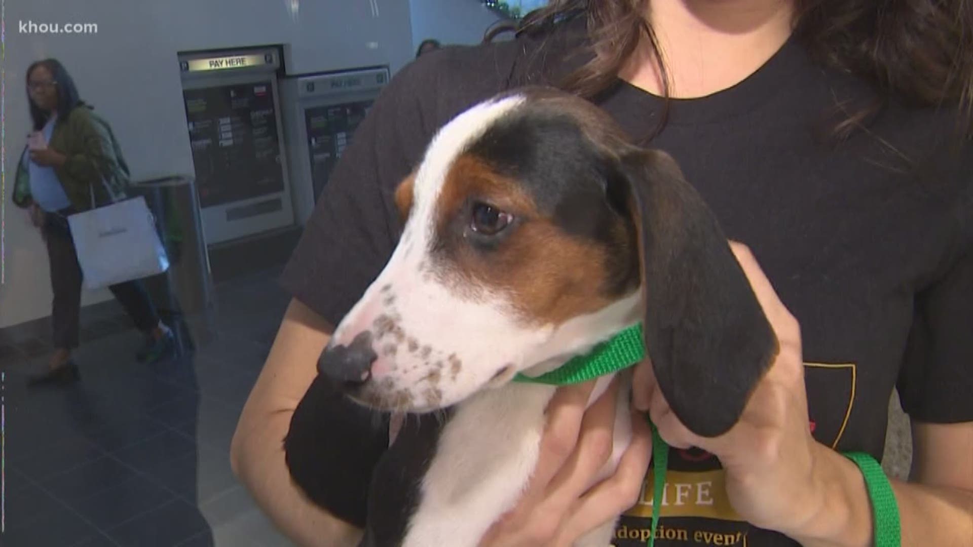 This week's Pet Of The Week is 3 month old Kat, a hound mix, and who, along with her five siblings, is available for adoption at the Houston SPCA.