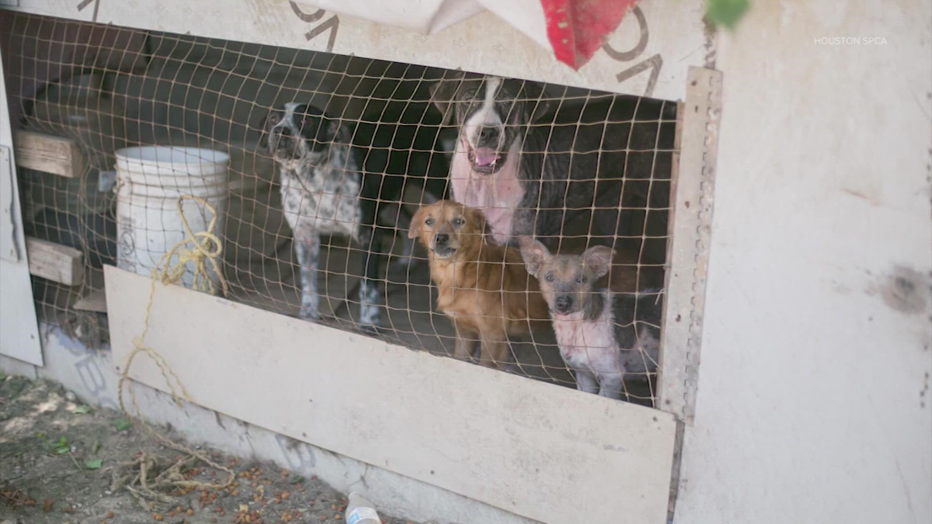 Houston SPCA said the property was overrun with feces and garbage.