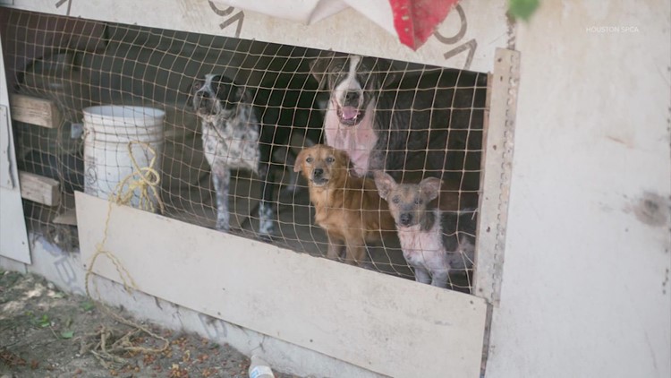 60 neglected animals rescued from Clevelend, TX property, Houston SPCA says