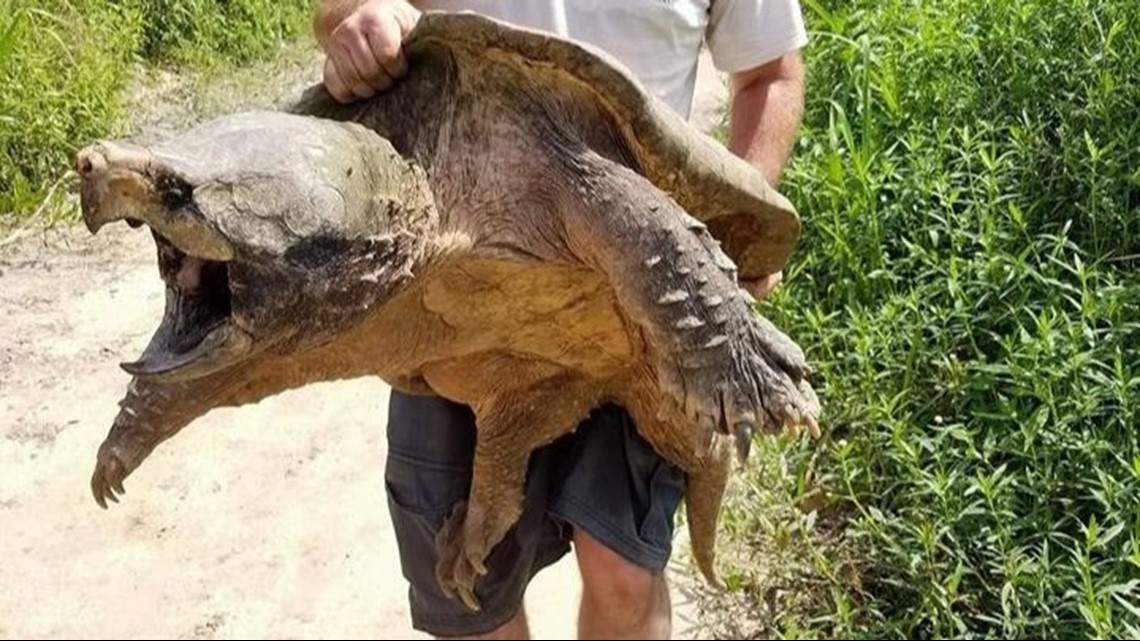 Growing population of alligator snapping turtles, aka 'river monsters ...