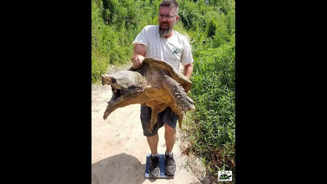 Growing population of alligator snapping turtles, aka 'river monsters ...