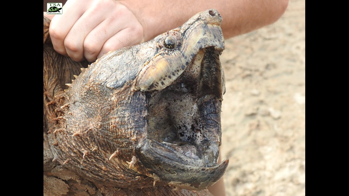 Growing population of alligator snapping turtles, aka 'river monsters ...