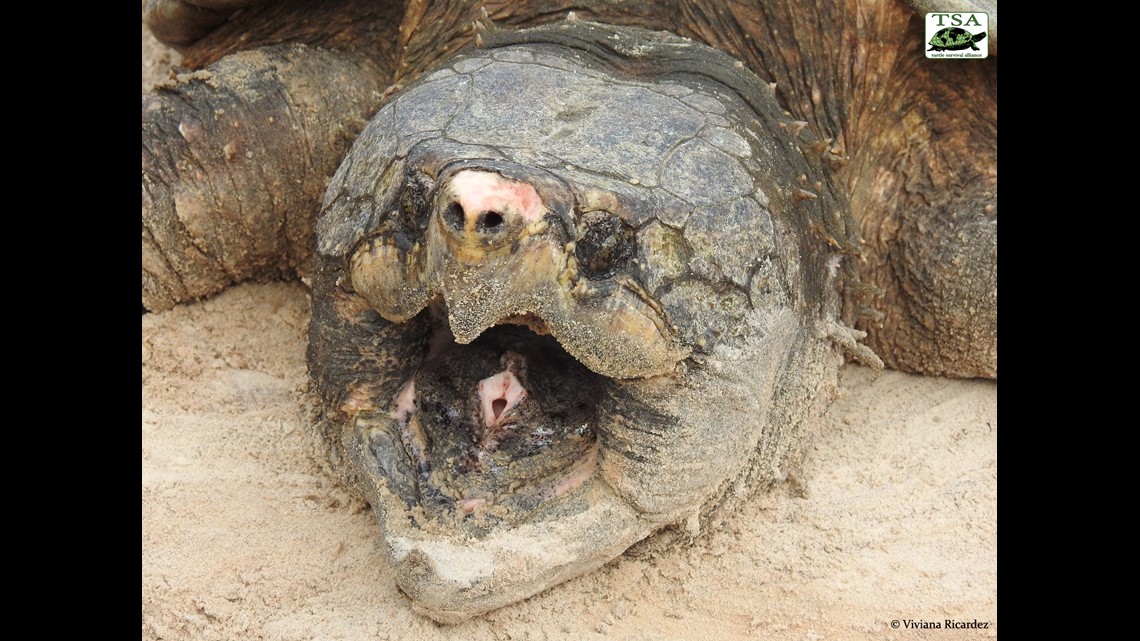 Growing population of alligator snapping turtles, aka 'river monsters ...