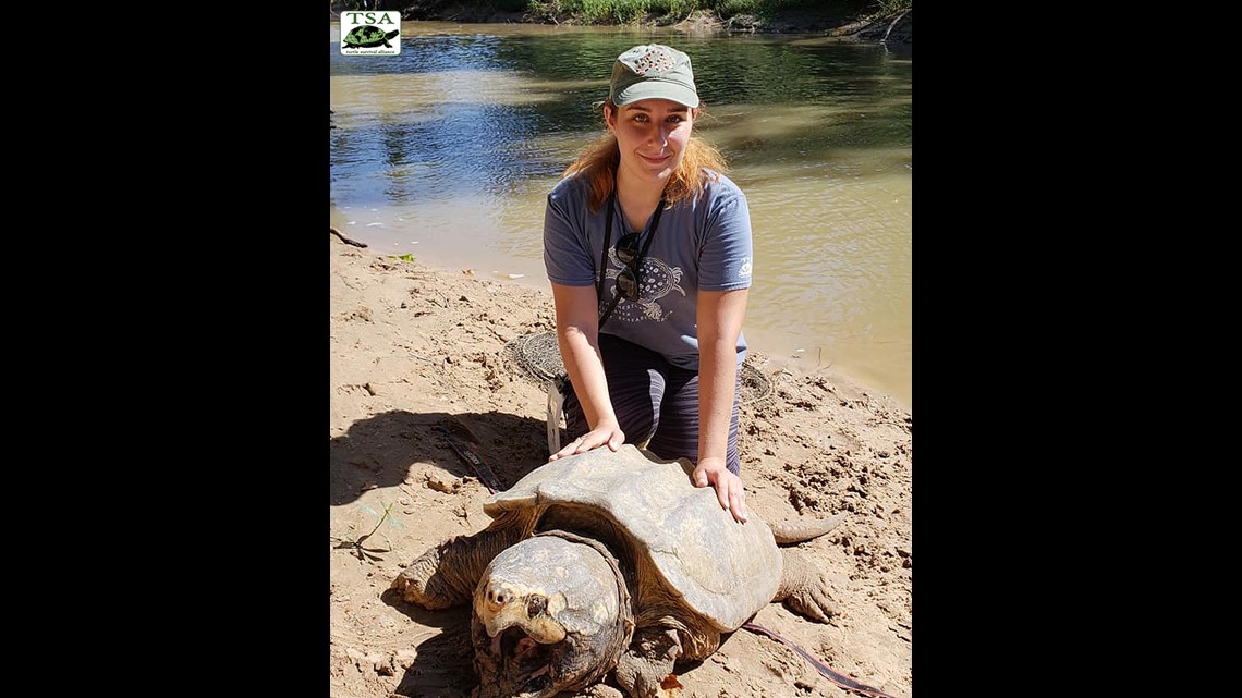 Growing population of alligator snapping turtles, aka 'river monsters ...