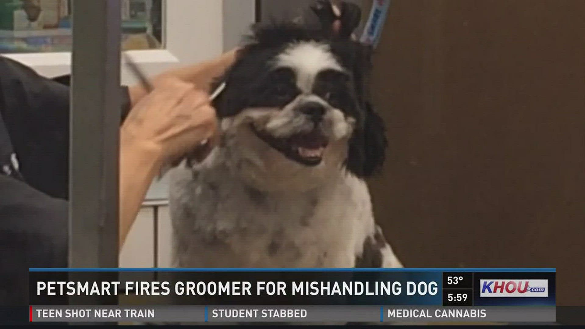 Katy PetSmart fires groomer who mishandled dog