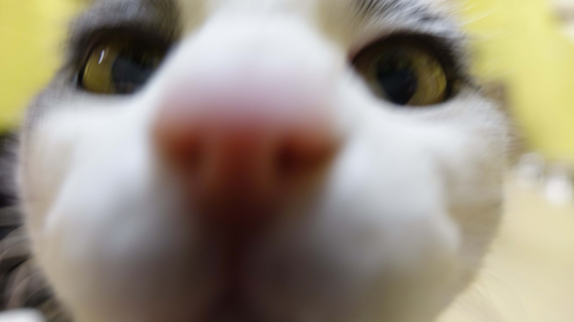 Cats know their names as well as dogs, they just don’t act like it