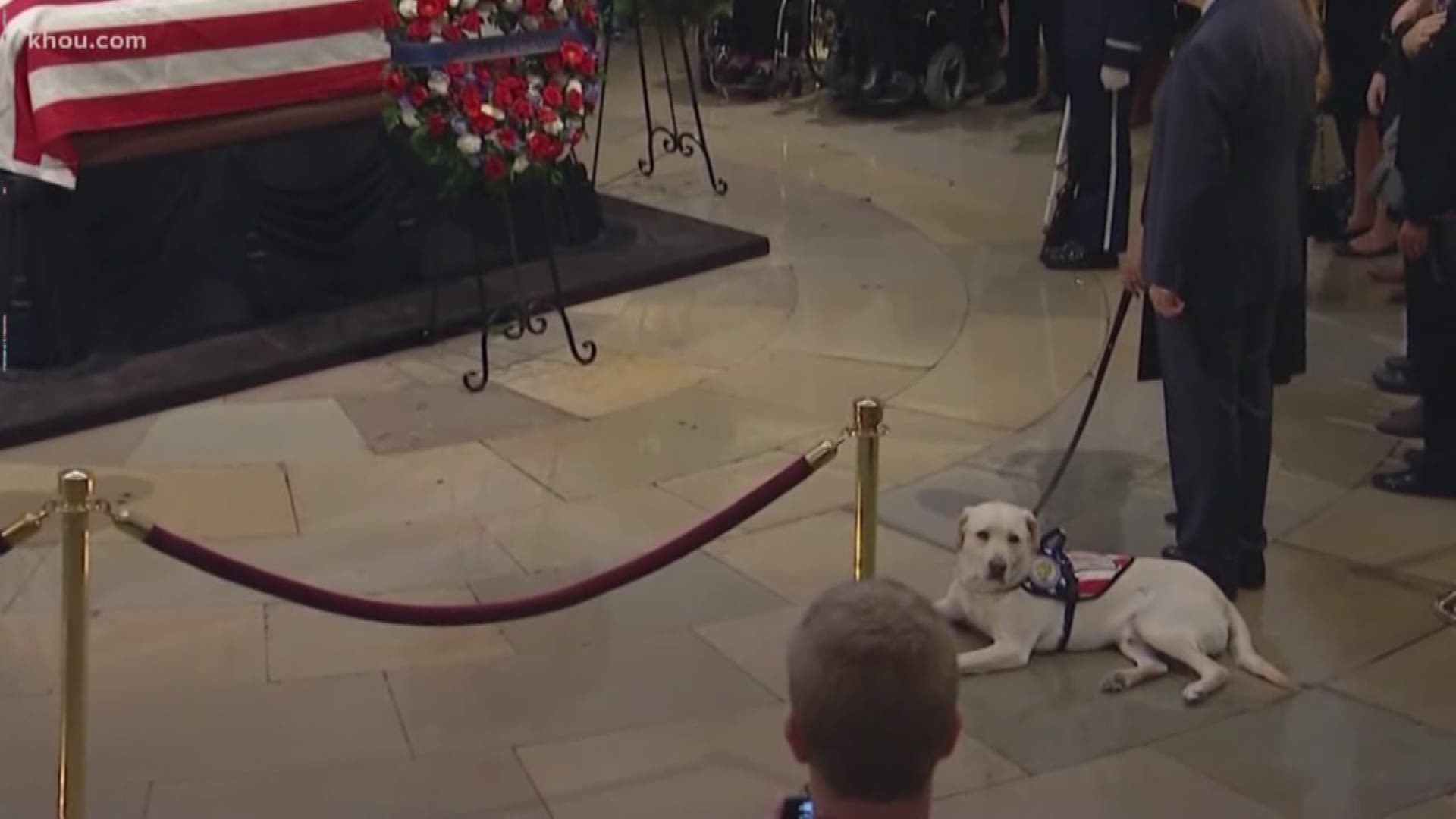 Is President George H.W. Bush's service dog Sully, or any dog that loses an owner, capable of grief?