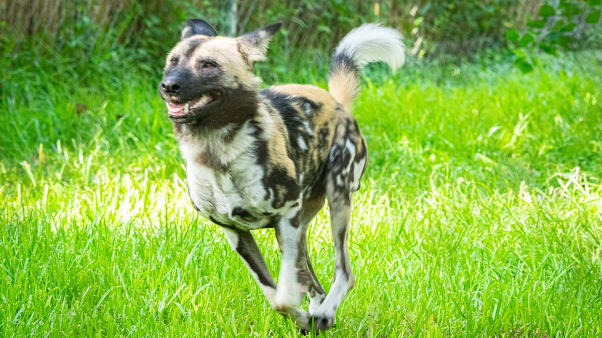 The Houston Zoo welcomed African painted dogs back after a three-year absence. The four male dogs are offspring of Ghost, a painted dog that once lived at the zoo.