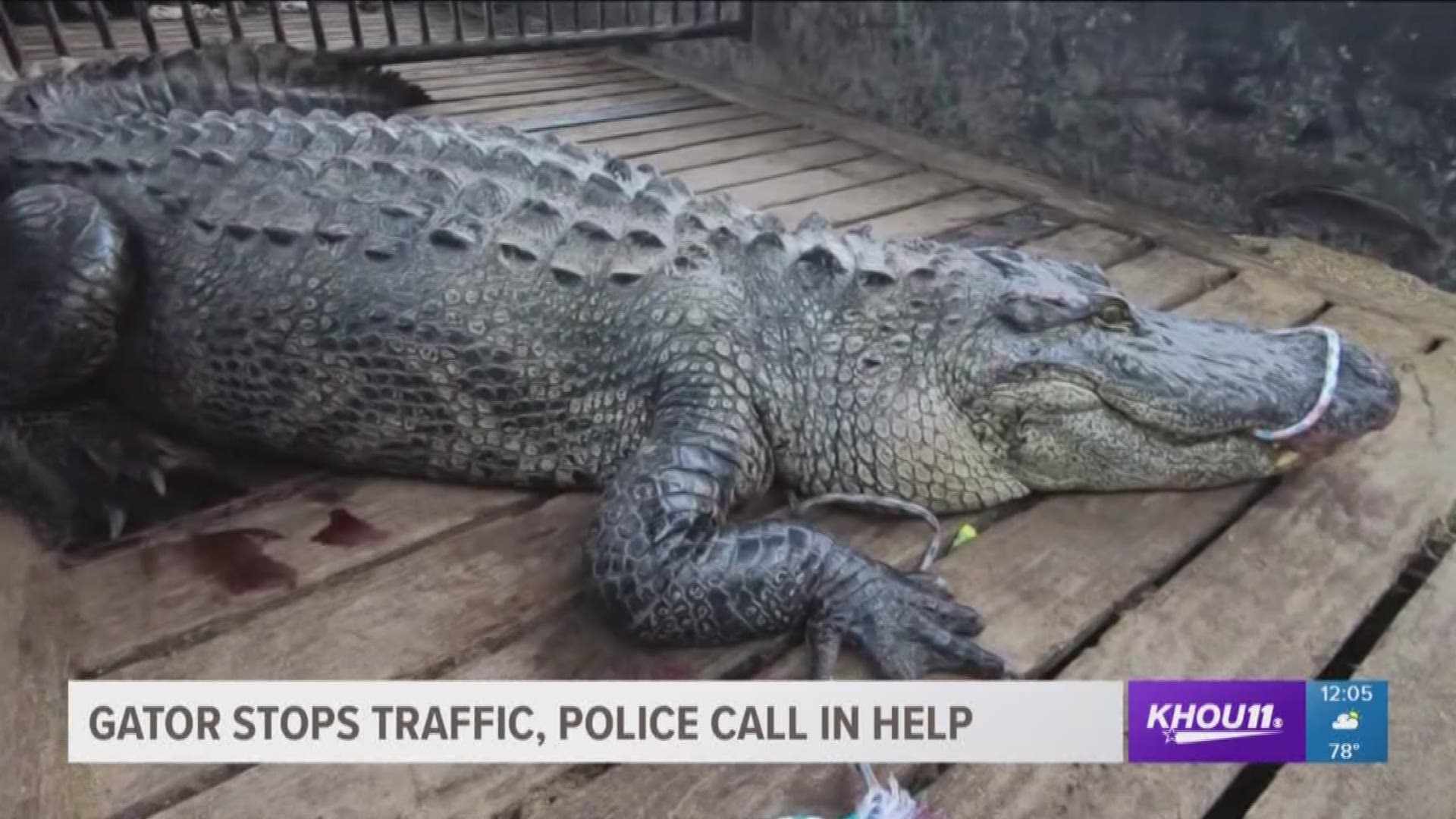 Drivers on U.S. 59 hit the brakes near Cleveland late Sunday when a huge gator parked itself in the middle of the road. Police called a cowboy to help wrangle the big guy.