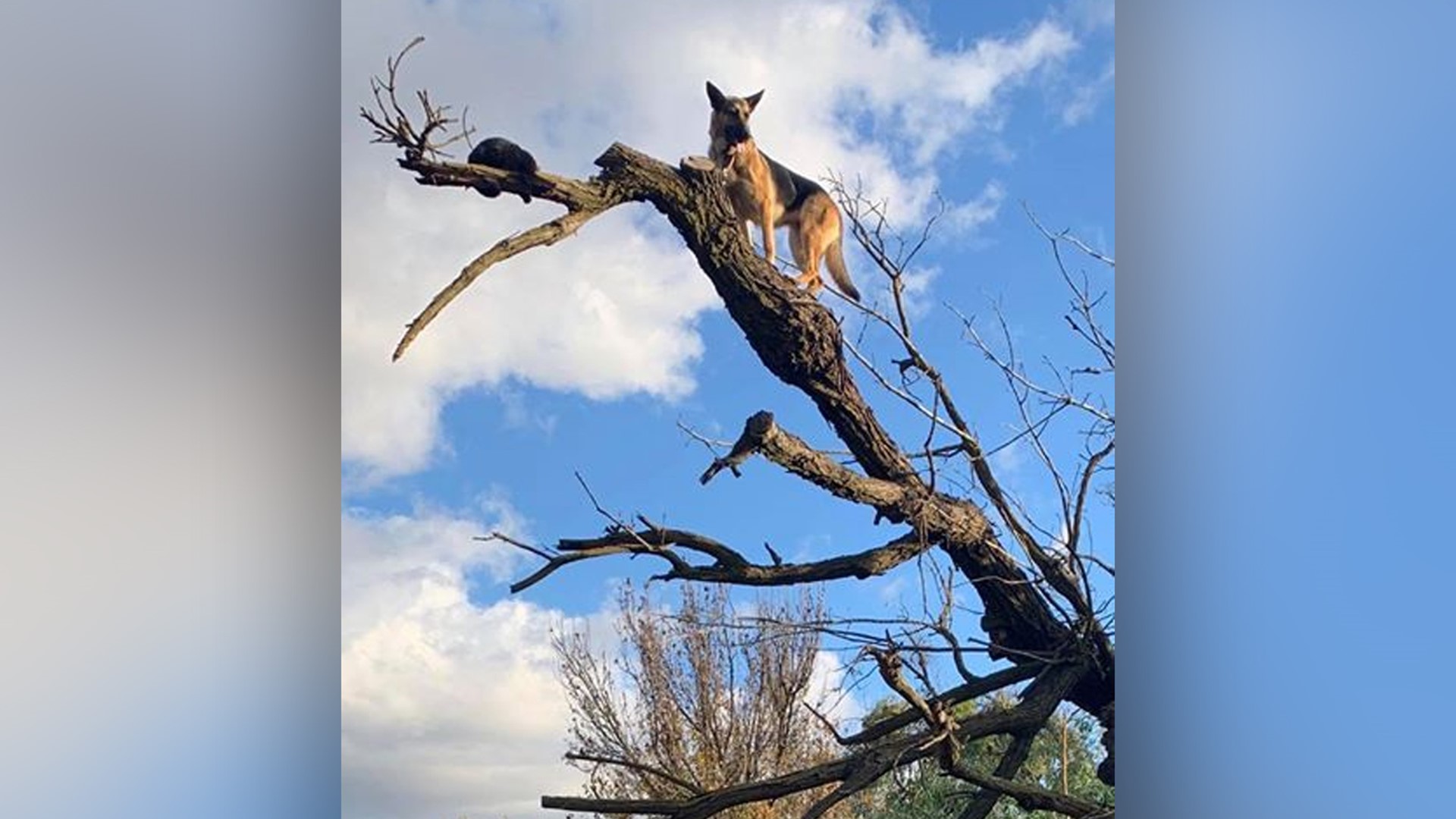 German Shepherd chases cat up a tree both get stuck