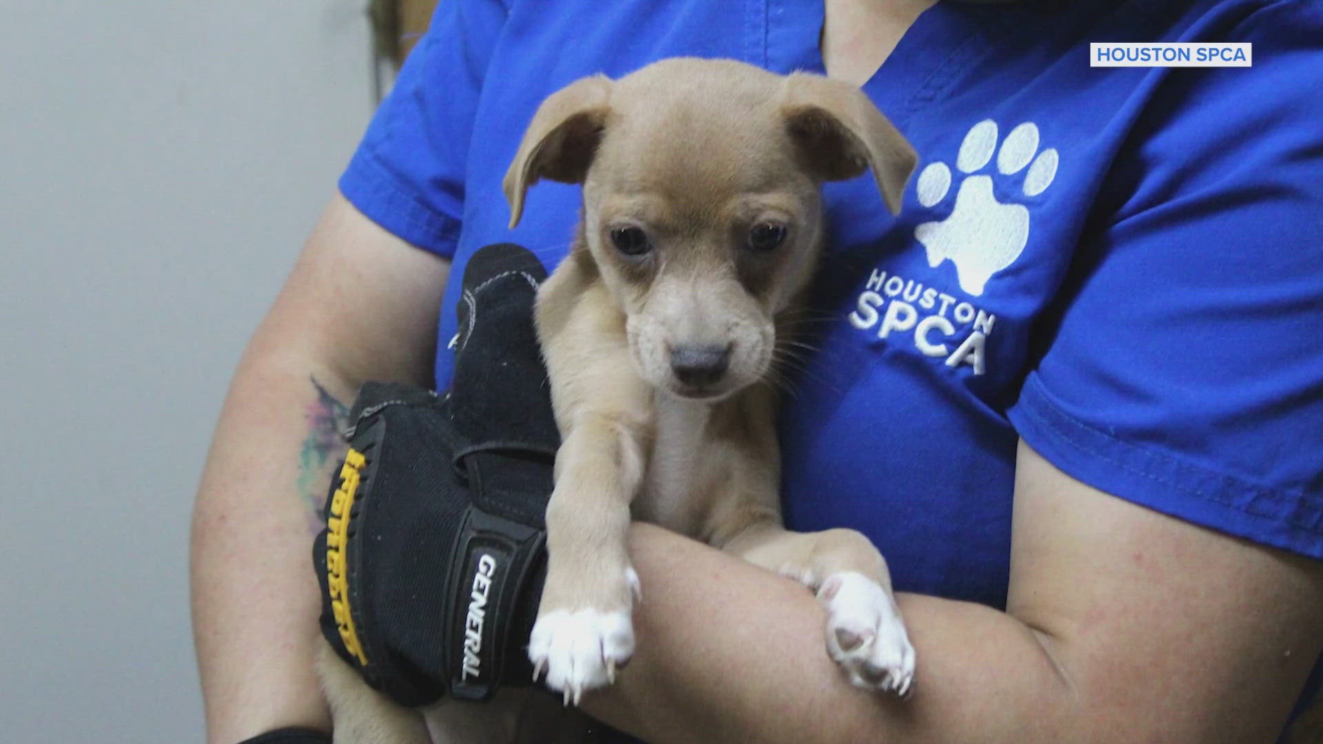 Dogs, cats, lizards, snakes, peacocks, tortoises and tarantulas were among the hundreds of animals seized from The List pet store in Santa Fe.