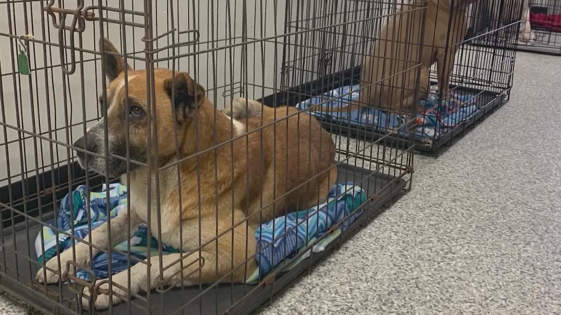 The shelter is waiving adoption fees because they say they "can't keep up" right now and are looking for the public's help in adopting and fostering dogs.