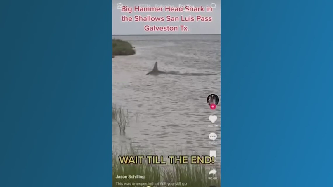 Video hiu martil di San Luis Pass |  Berita Galveston, Texas