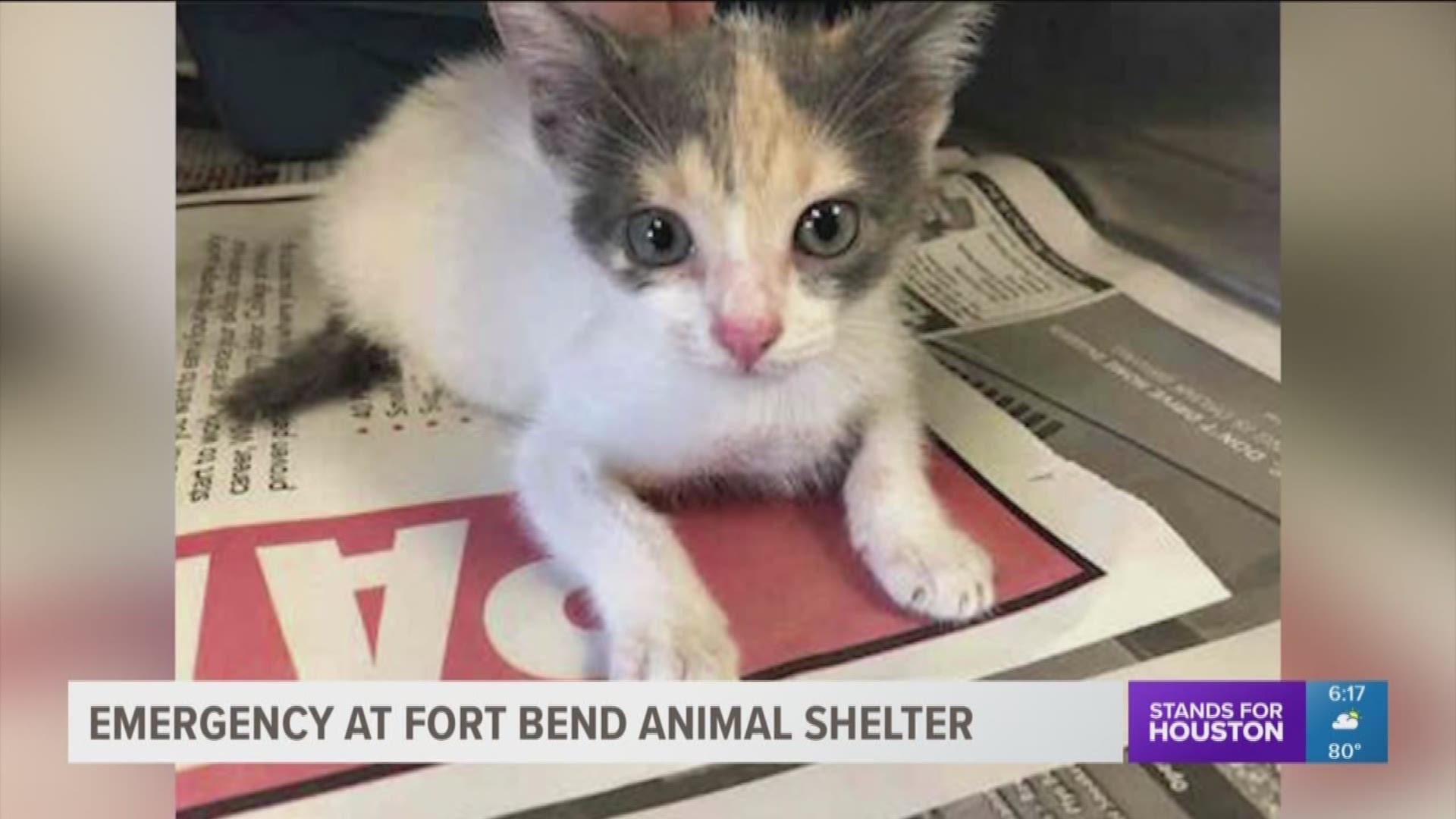 The Fort Bend County Animal Shelter is full, and officials are urging people to adopt.